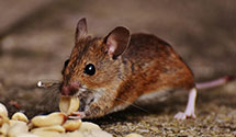 24 Hour & Emergency Exterminators in Kelford, NC